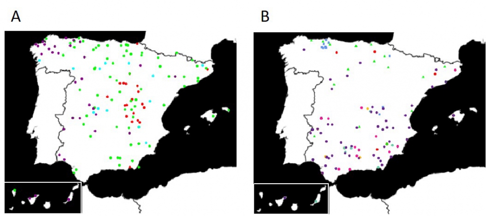 Figura 1. Origen de las variedades locales de trigo blando (A) y trigo duro (B). Los colores representan distintos grupos gen�ticos...