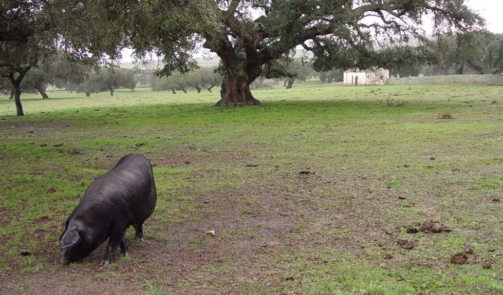 La raza Duroc puede cruzarse con Ibrico