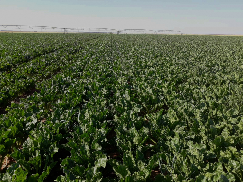 La energa utilizada en el riego alcanza su mximo coste en la zona de sondeos, donde supone hasta el 35% de los costes totales del cultivo...