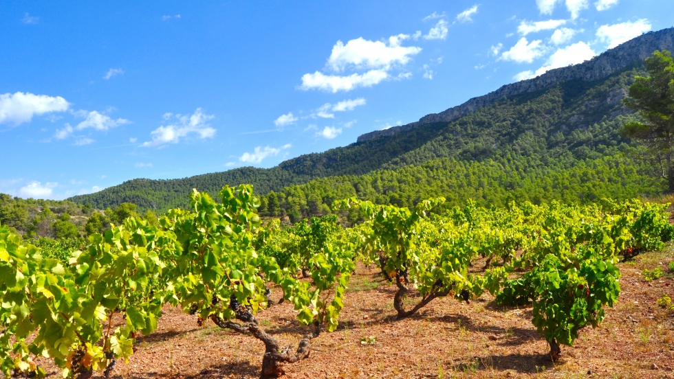 El proyecto ha conseguido involucrar a 60 bodegas y ms de 500 viticultores de la comarca del Priorat