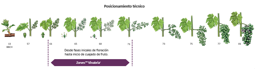 Figura 5