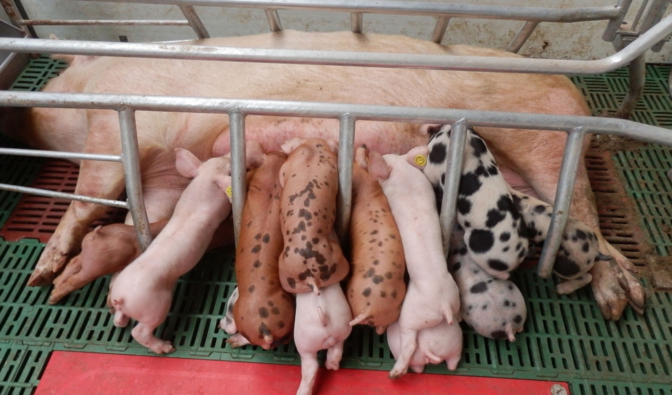 Una camada de lechones se alimenta de una madre en una explotacin porcina