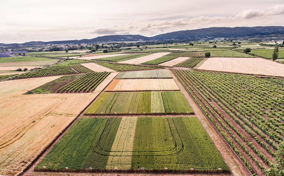 Vista area tomada con dron de los campos de ensayo de cereal de ARAG-ASAJA en La Rioja. Foto: Fernando Daz