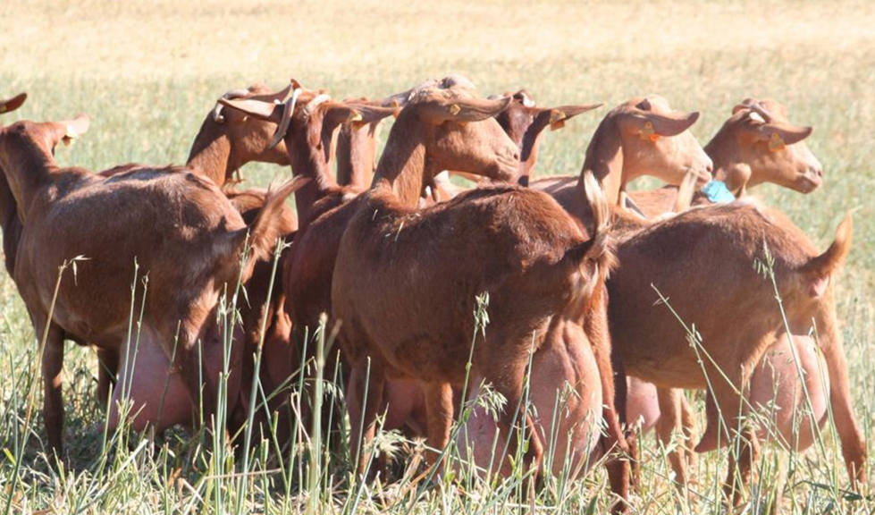 Un grupo de cabras de raza Malaguea