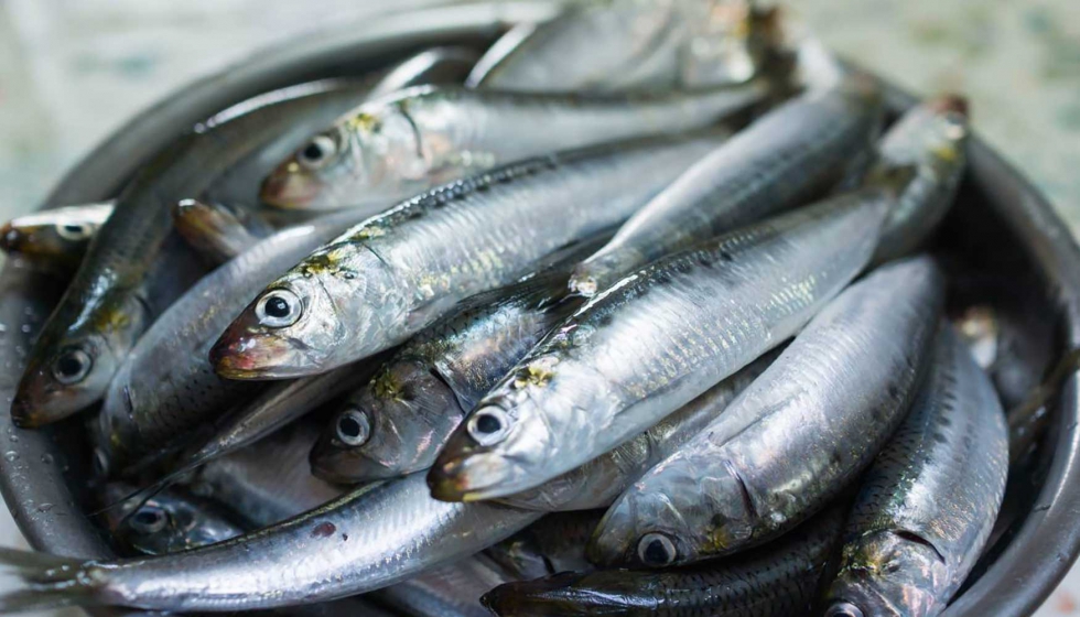 El 58% de las sardinas del Mediterrneo occidental ha ingerido microplsticos, segn un estudio. Foto: Pixabay