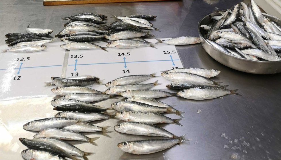 Los pequeos peces pelgicos con mayor incidencia de microplsticos tambin tienen ms parsitos intestinales. Foto: Marta Coll...