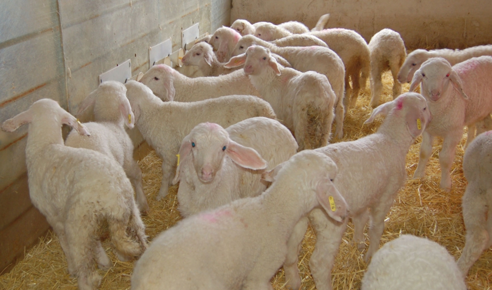 Varios corderos en una sala de lactancia de una explotacin ovina