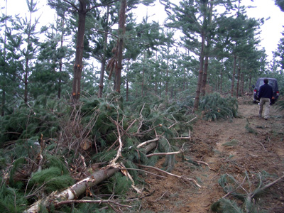 Biomasa forestal primaria en el camino esperando ser recogida