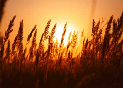 La Fao pronostica que el 4,6% de la produccin mundial de cereales se destinar a la produccin de biocombustibles. Foto: Yarik Mission...