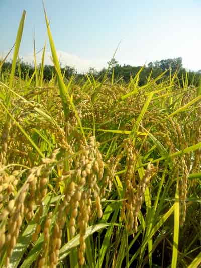 En 2009, la produccin mundial de arroz blanco se elevar a 454 millones de toneladas. Foto: Sean Okihiro