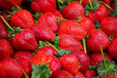 Adesva performs a multinational Italian test to check the adjustment of the biodegradable padded plastic to the cultivation of the strawberry plant...