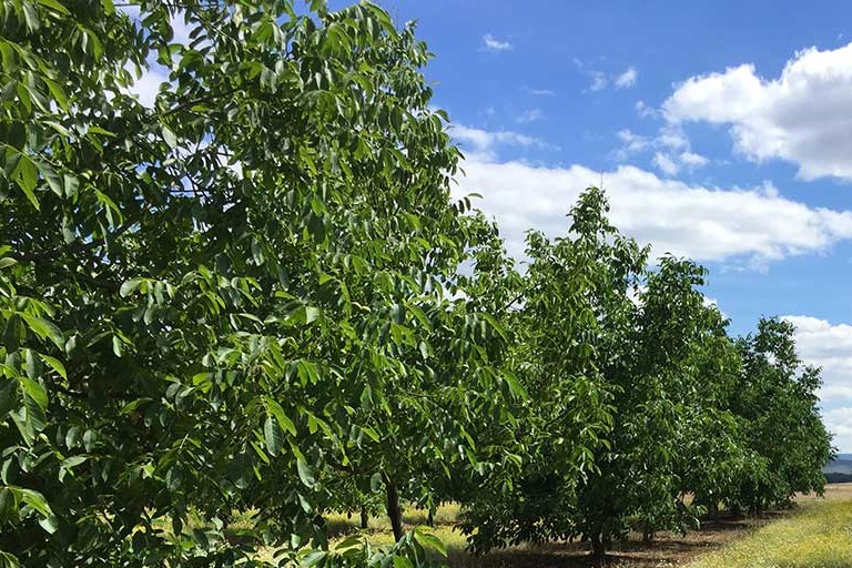 Plantacin de frutales en Crdoba