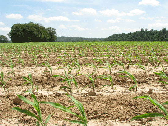 La Ce No Trata De La Seguridad Alimentaria En El Libro Blanco Sobre El Cambio Climatico Agricultura