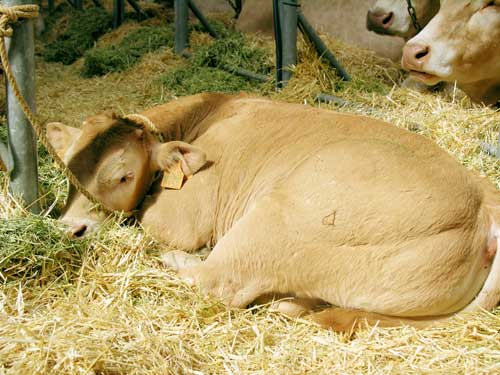 Espaa cuenta en la actualidad con 26.230 explotaciones lecheras y un total de unas 930.000 vacas lecheras