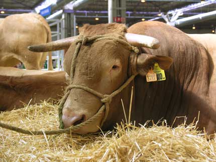 Several lines of action as increasing the presence of operators in the sector have been suggested to face the future of beef cattle...