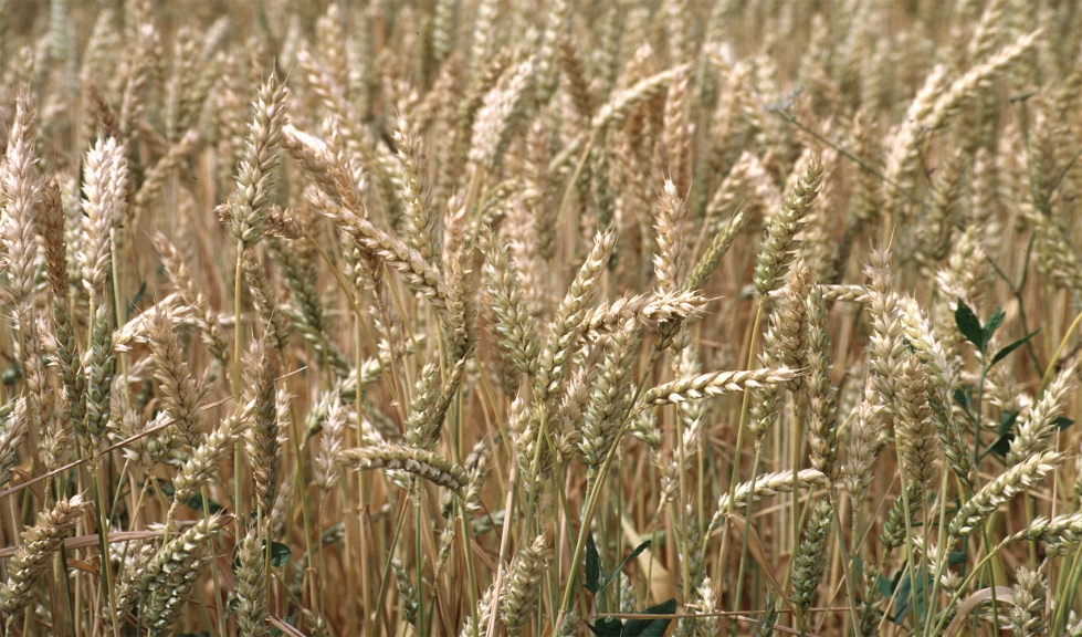 Campo de trigo a la espera de la cosecha