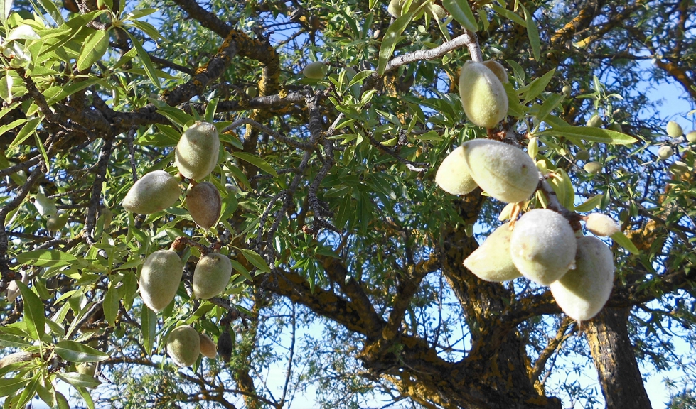 Almendras con su capota