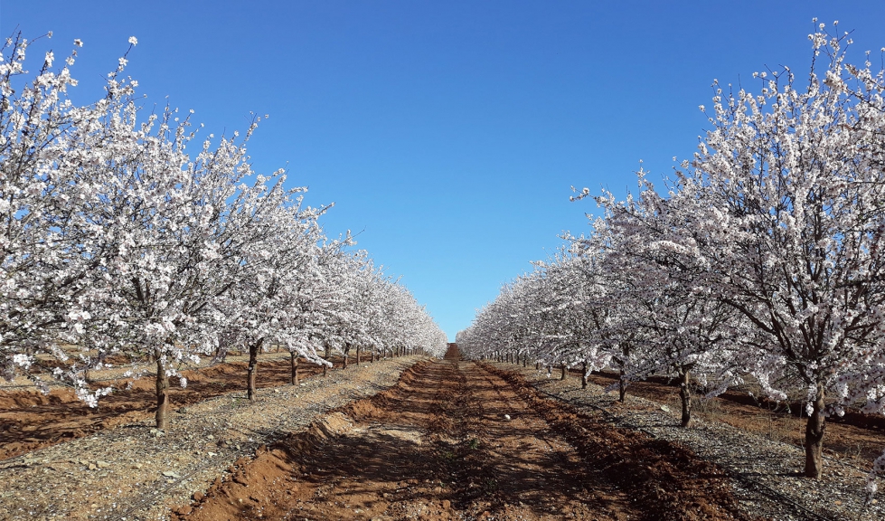 Almendros en flor