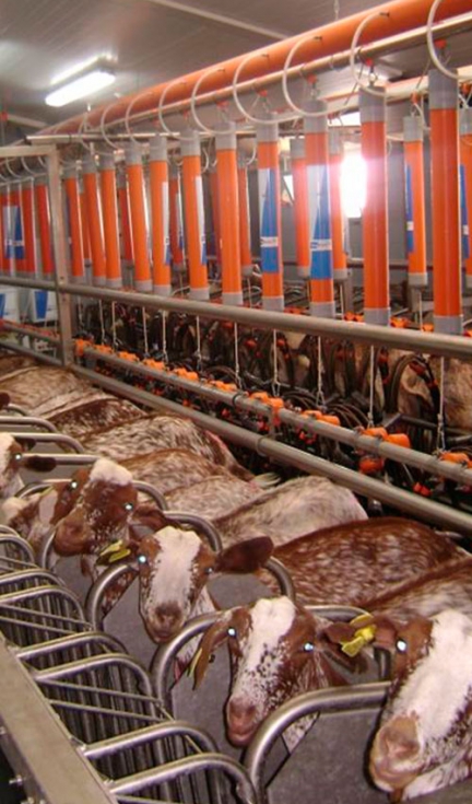 Cabras en lactaci�n