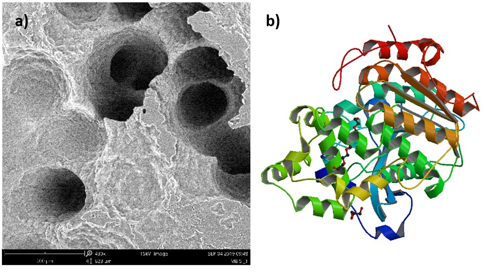 Figura 1: a) superfcie de um filme de poliuretano aps degradao microbiana; b) estrutura tridimensional da enzima lipase A de Candida antrctica...