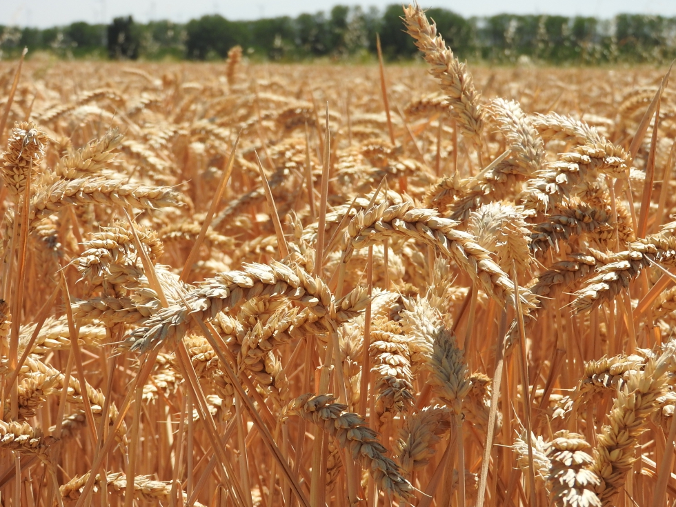 Campo de cereal en Astudillo (Palencia)