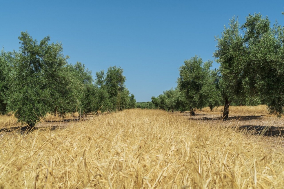 Cultivo de cebada maltera en las calles de un olivar en la provincia de Jan perteneciente a este proyecto