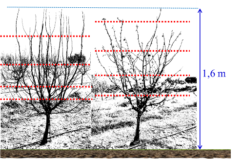 Figura 3a: Esquema de la ramificaci�n en �rboles adultos, indicando los despuntes realizados y la altura del �rbol...