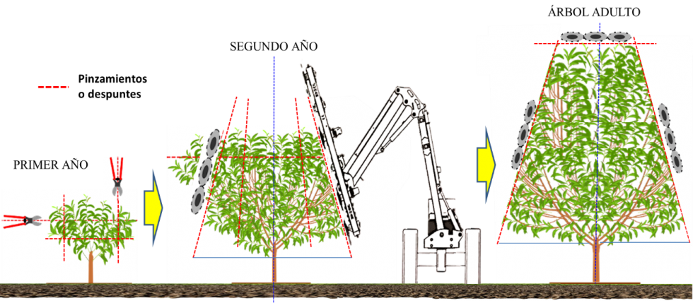 Figura 4: Vista frontal de la copa del avellano en su primer, segundo a�o y en �rbol adulto, indic�ndose los pases de poda manual o mec�nica...