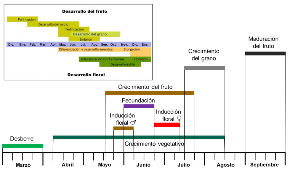 Figura 5: Superior: desarrollo de la flor y del fruto del avellano. Adaptado de �Pollination and Nut Development�, Oregon State University, 2013...