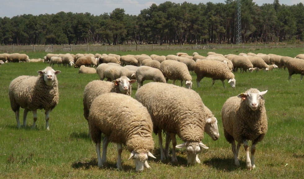 Un rebao de ovejas en el campo