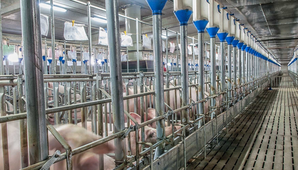 Las empresas del sector porcino entienden la sostenibilidad como una apuesta por el progreso social...