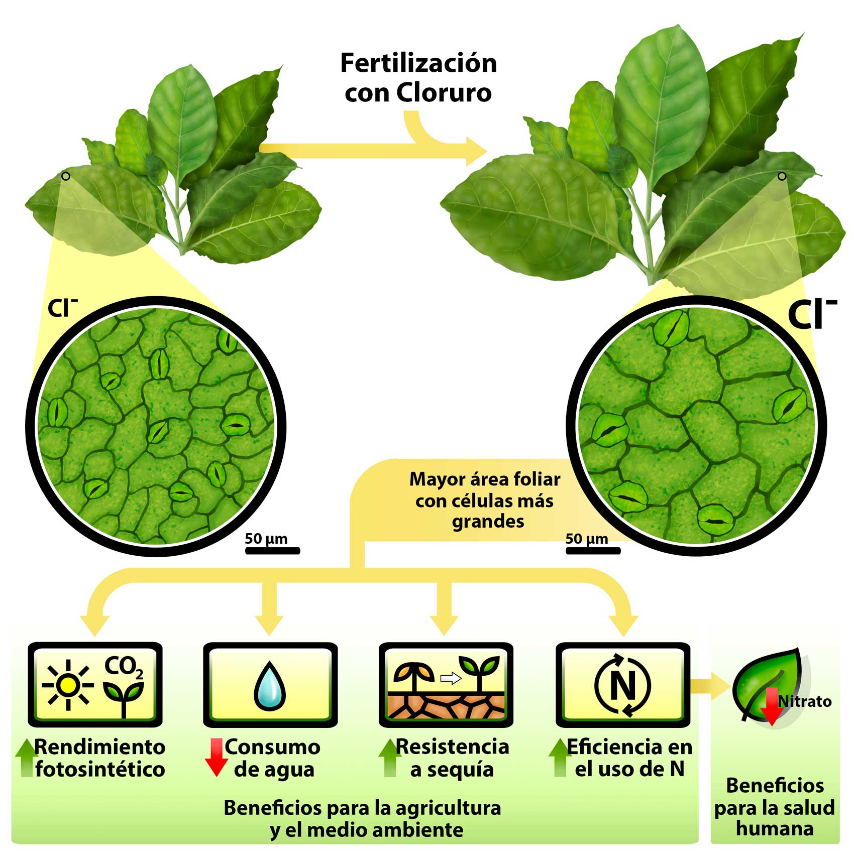 Figura 2. Modelo representativo de los efectos beneficiosos de la fertilizacin con cloruro en plantas