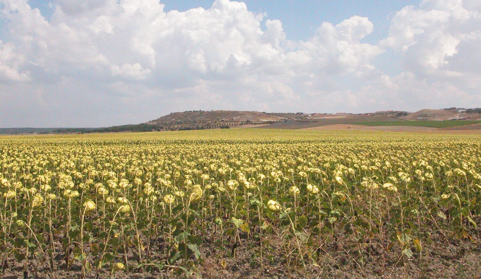 En 2020, la superficie de girasol en Crdoba es de 25.600 hectreas, siendo la tercera provincia andaluza con mayor superficie de este cultivo...