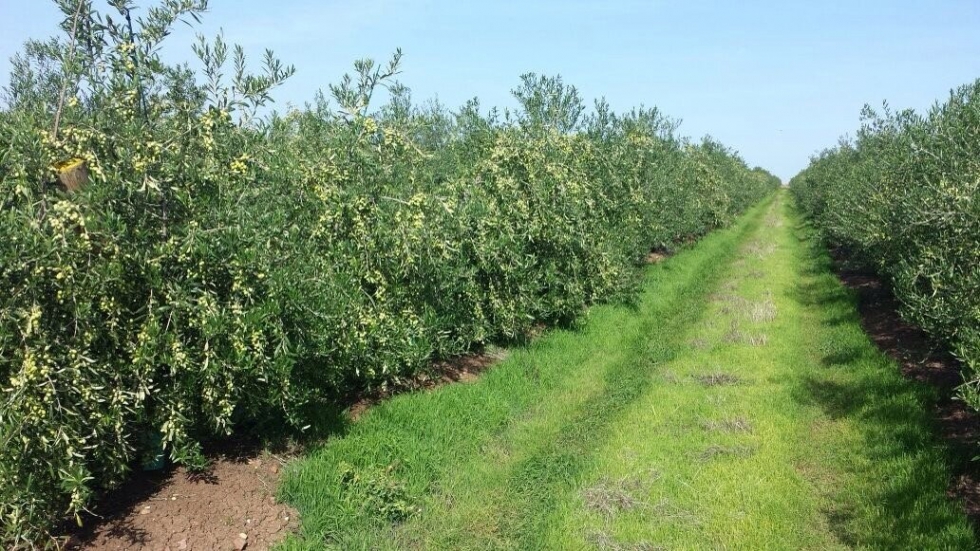 Imagen de olivar moderno en seto con cubierta vegetal en la provincia de Sevilla