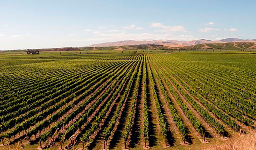 Imagen de un campo de viñas