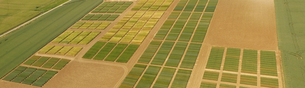Foto area tomada con dron de los campos de ensayo de cereal de INTIA