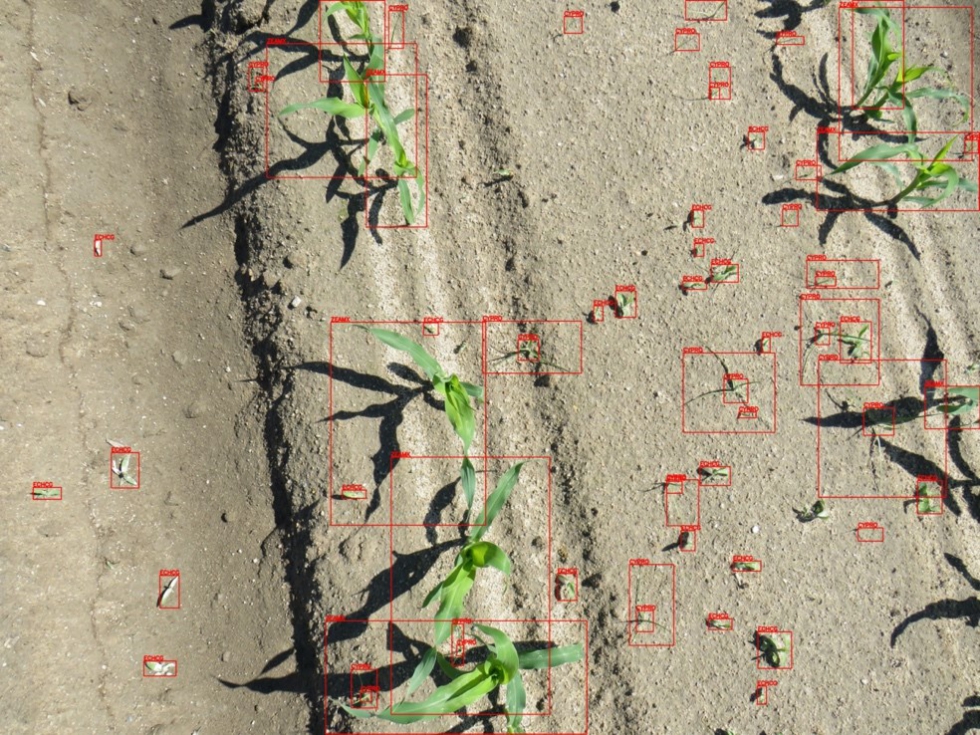 Ejemplo de una imagen utilizada en el sistema de reconocimiento autom�tico de malas hierbas mediante t�cnicas de Deep Learning...