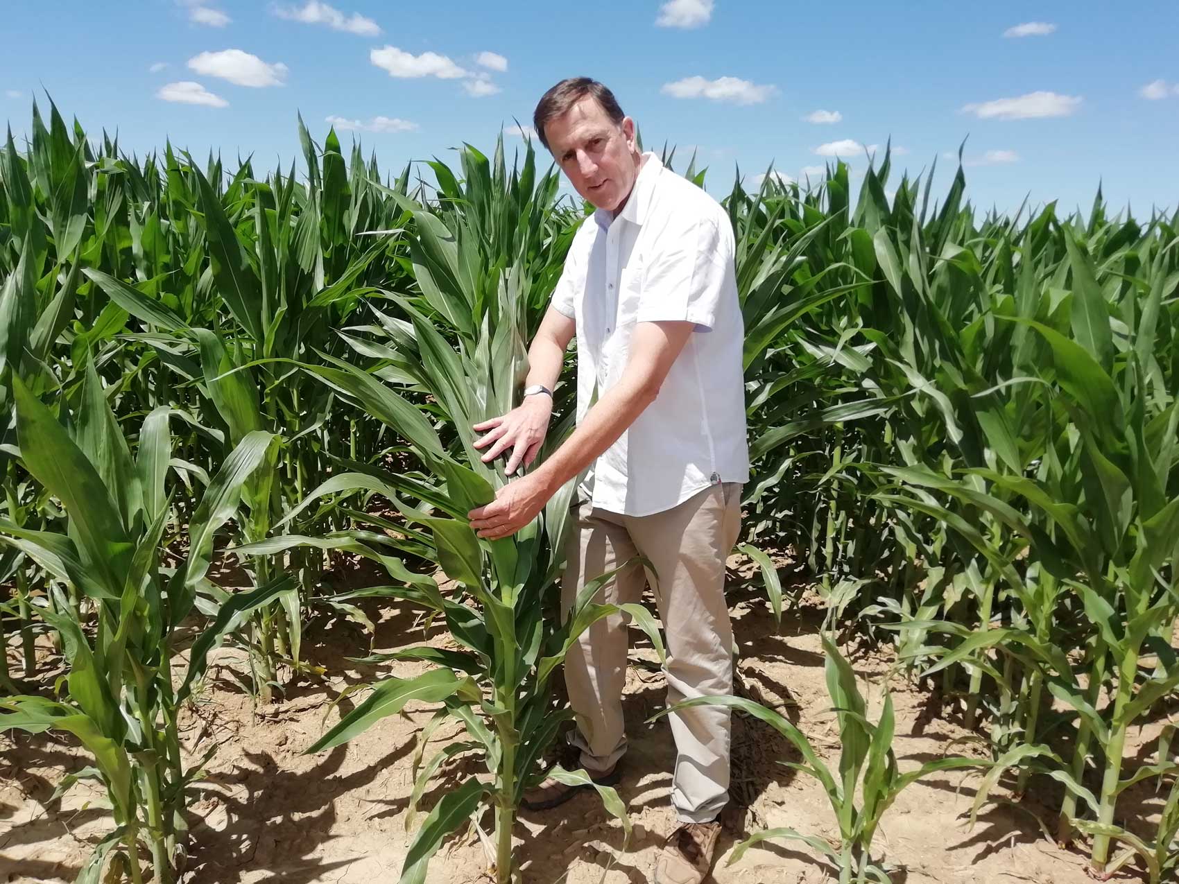 Jo�o Coimbra, produtor de milho na Quinta da Cholda