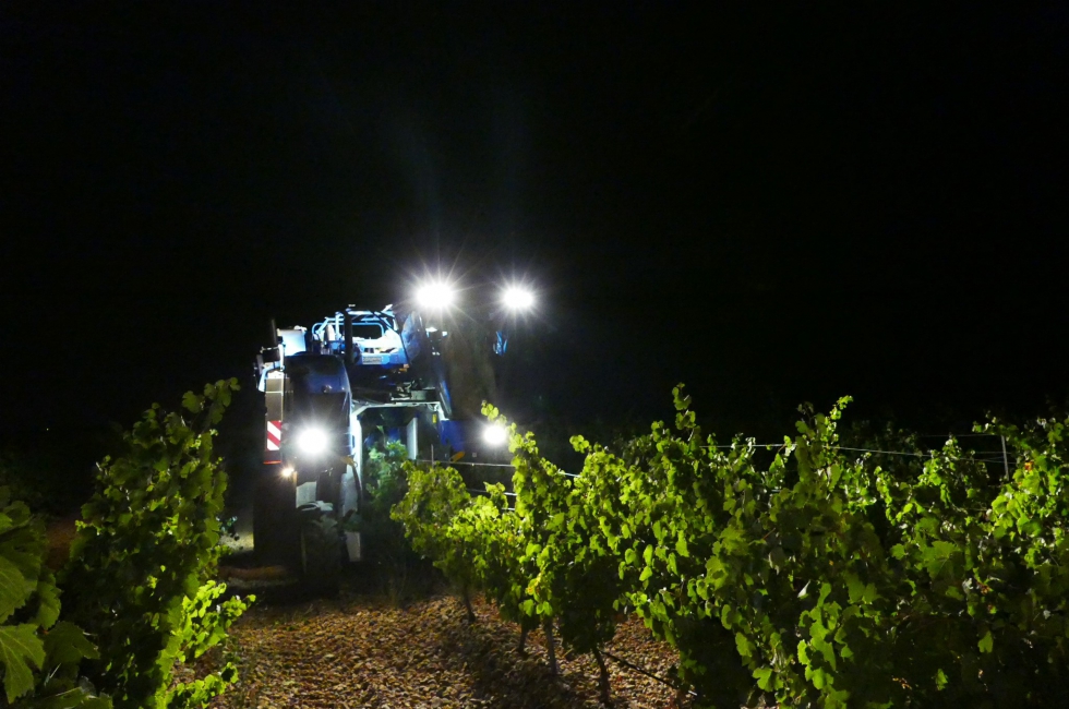 Mquina vendimiadora trabajando por la noche en un viedo de la DO Rueda