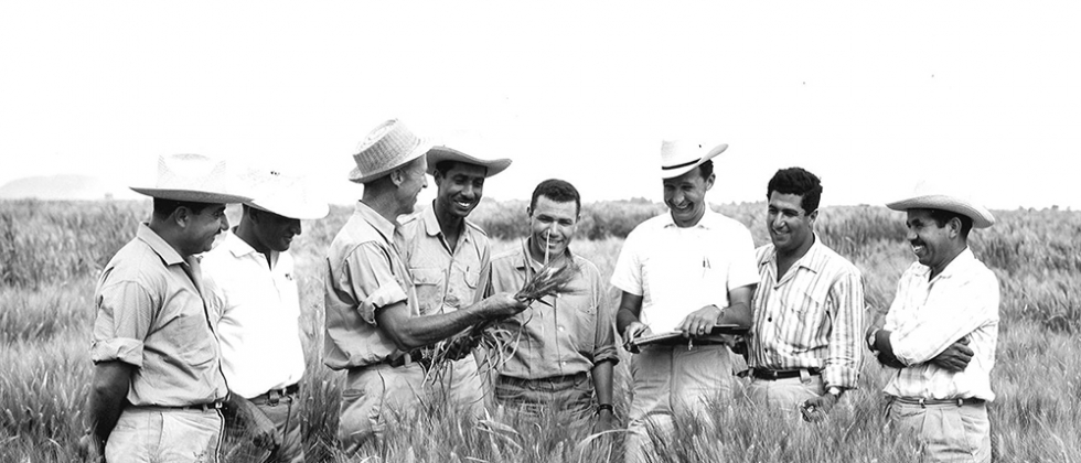 Norman E. Borlaug sostiene unas espigas de trigo rodeado de varios colaboradores en un campo de ensayo del CIMMYT en Mxico en la dcada de 1950...