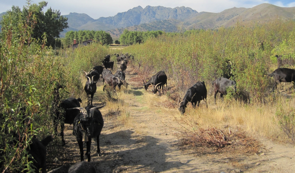 Un reba�o de raza Verata pasta en una zona de matorrales