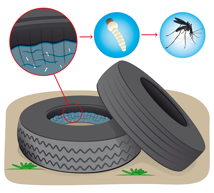 Os mosquitos reproduzem-se frequentemente dentro dos pneus deixados ao ar livre