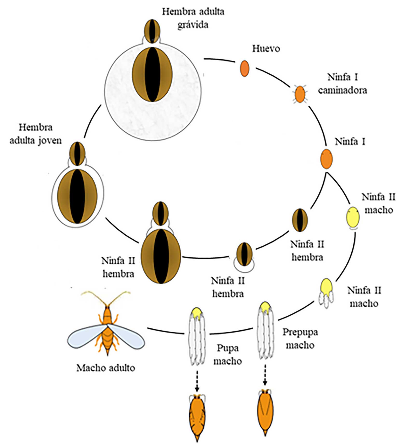 Figura 1. Ciclo biolgico de la cochinilla blanca del mango