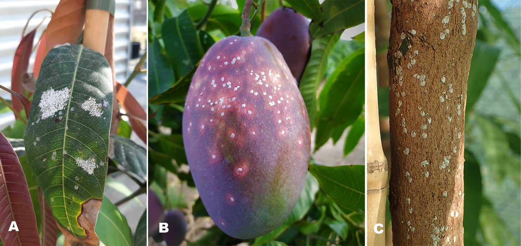 Fotografa 2. Daos producidos por A. tubercularis en mango: a) en hoja, b) en fruto y c) en madera