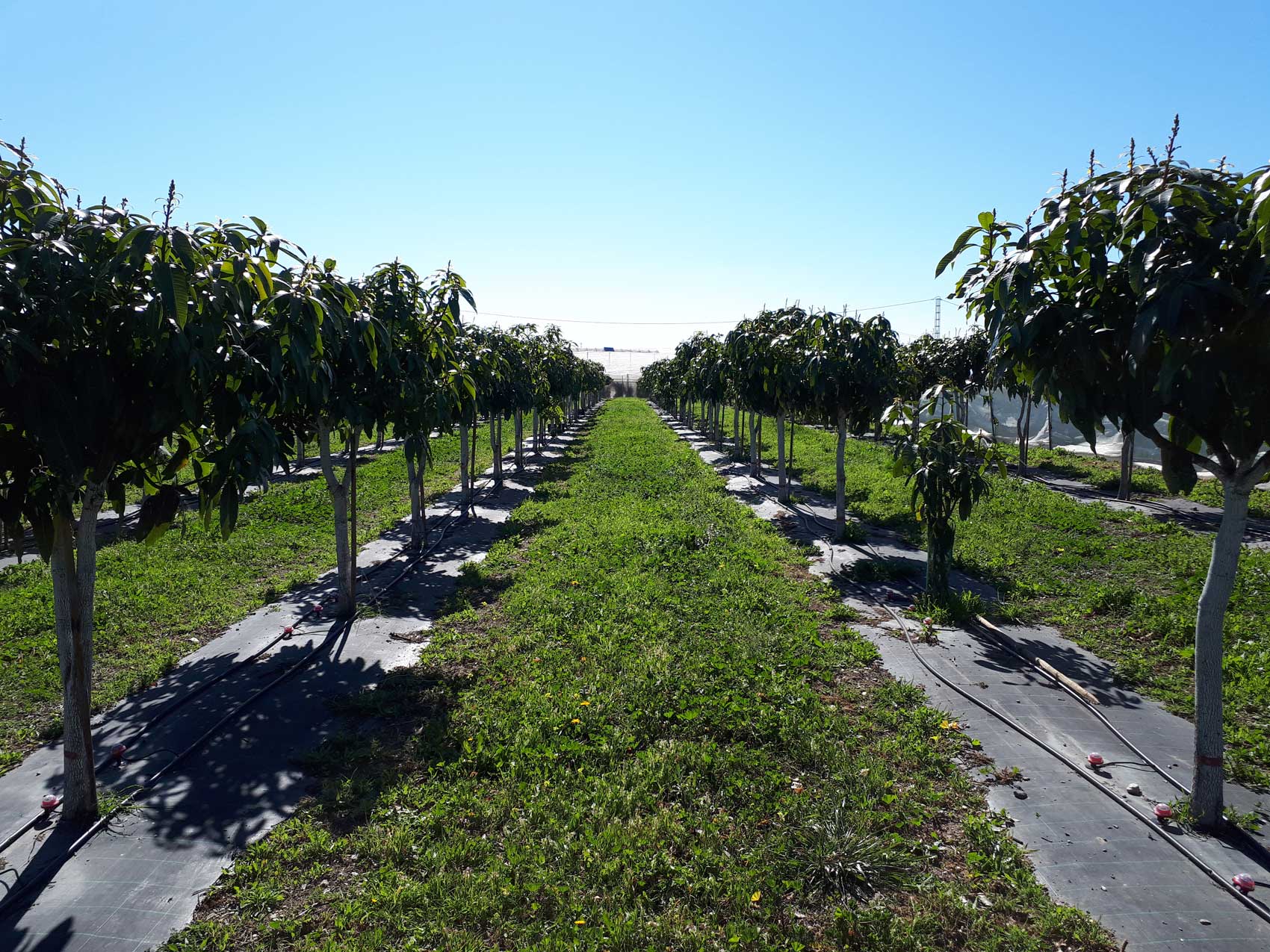 Fotografa 5. Cultivo de mango con cubierta vegetal