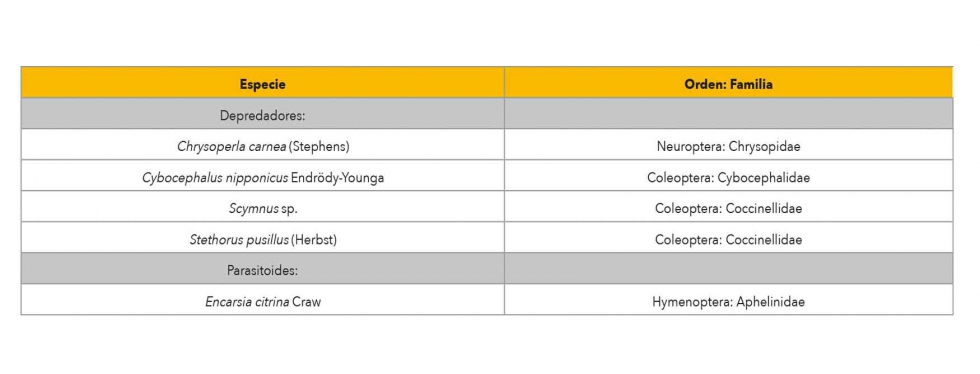 Cuadro 1. Relacin de enemigos naturales asociados a Aulacaspis tubercularis en cultivos de mango del sur de Espaa
