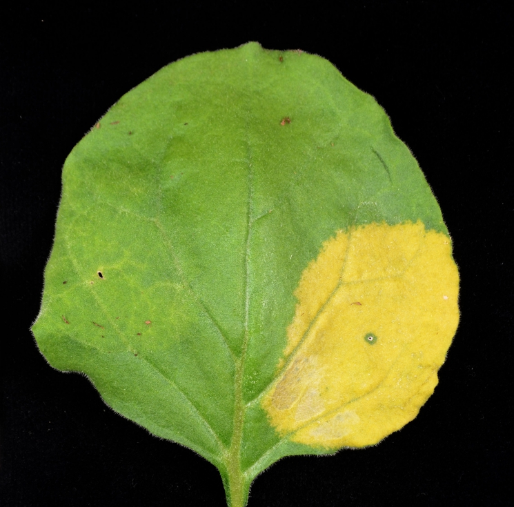 La publicacin demuestra que tambin se pueden inducir en hojas estimulando la produccin de fitoeno...