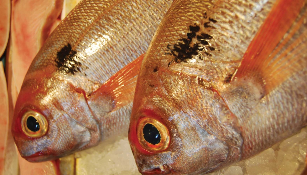 Ejemplares de voraz, el tipo de besugo pescado en el Estrecho