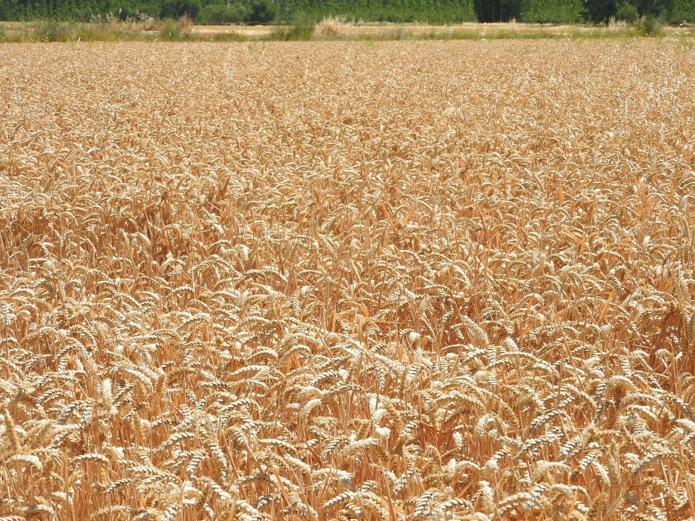 Esta campaa la produccin ha sido excepcional debido a las lluvias cadas en primavera, sobre todo en los secanos