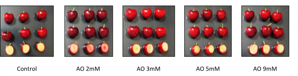 Figura 4. Color de piel y de pulpa de cerezas Samba control y tratadas con AO en recoleccin comercial